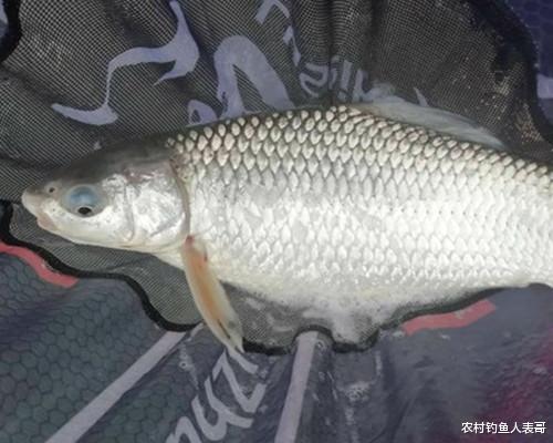 |用加粗尾浮漂野钓,调漂不对难上鱼,老钓友解析加粗尾的调钓方法