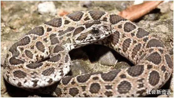 『毒蛇』中国毒蛇排行榜，最好不要招惹它们，捕蛇人看见都紧张