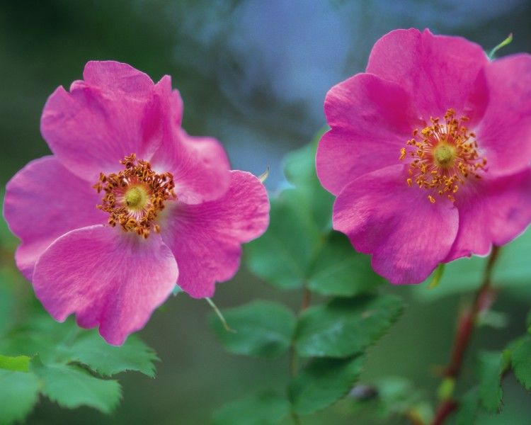 生肖|几个生肖走大运，事业蒸蒸日上，有钱有福气