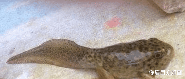 ：世界上最大的蝌蚪，可达25厘米，长成青蛙后却让人无语！