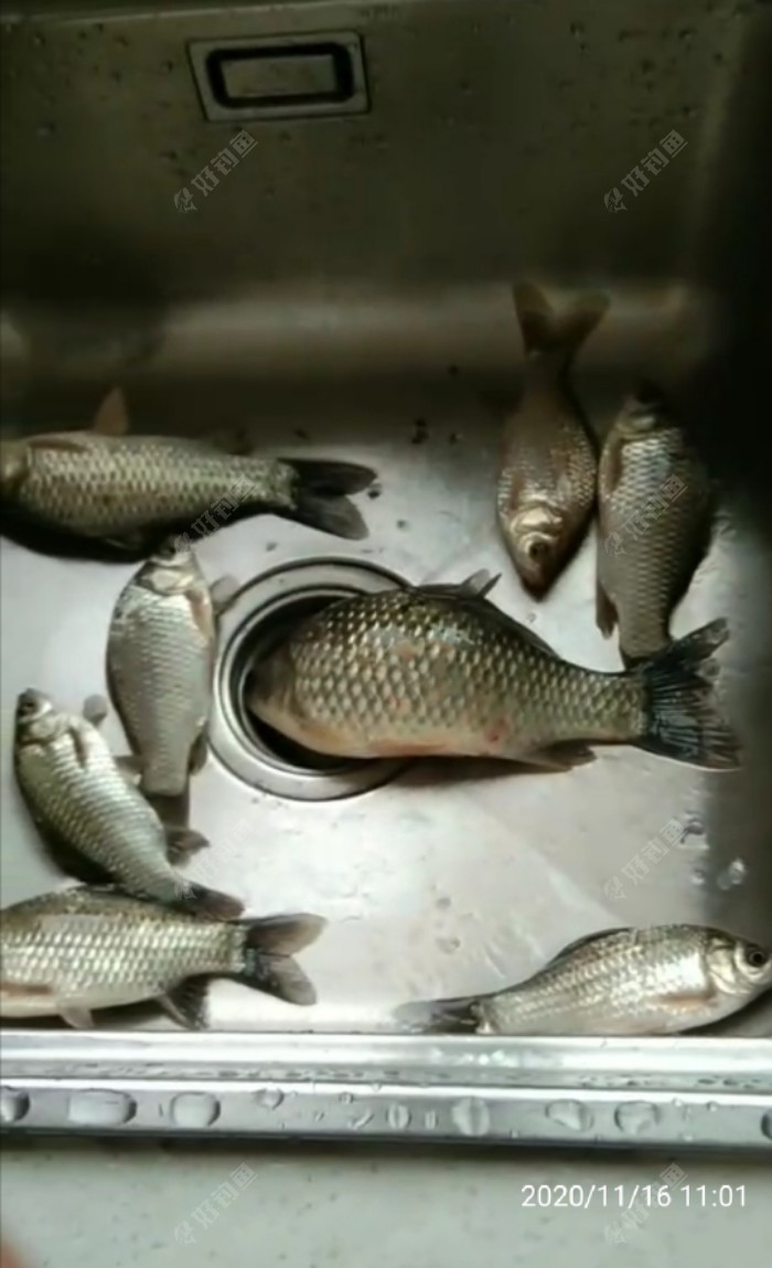 |夜晚手竿钓 小鱼闹死了