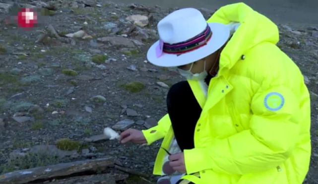 兔子|刘宇宁摘水母雪兔子惹争议，本人称是道具，植物学家揭开真相