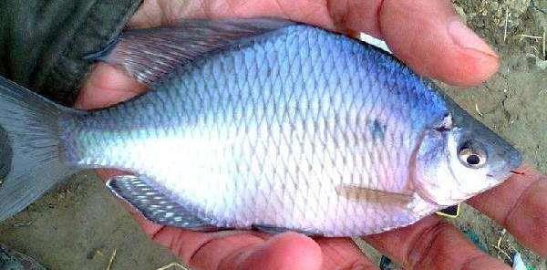 |下竿就咬钩，钓鱼人最烦这种鱼，它在水族馆却价值不菲！