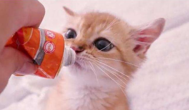 猫膀胱结石？多喝水能预防吗