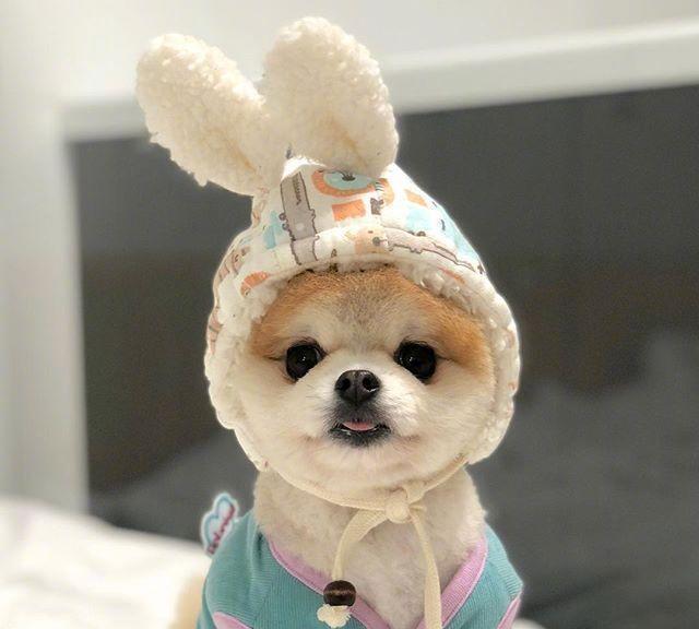 怕主银不够吃，主动加餐的汪汪