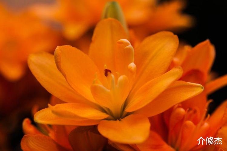 白羊座|9月初，喜迎真爱，喜鹊叫喜，红鸾星动报福运，佳缘天成的4大生肖