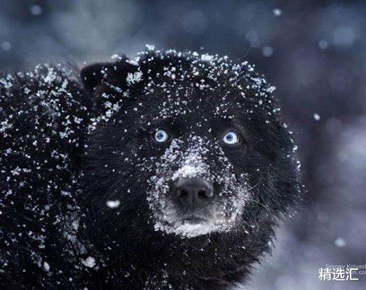 [蜜蜂]由于基因和科学实验的完美结合，最终出现的8种动物