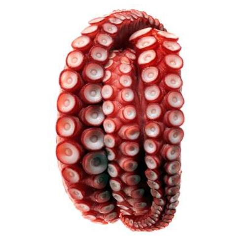 鲨鱼|探访海底怪物:从传说变现实,已灭绝又被发现,海底究竟有什么