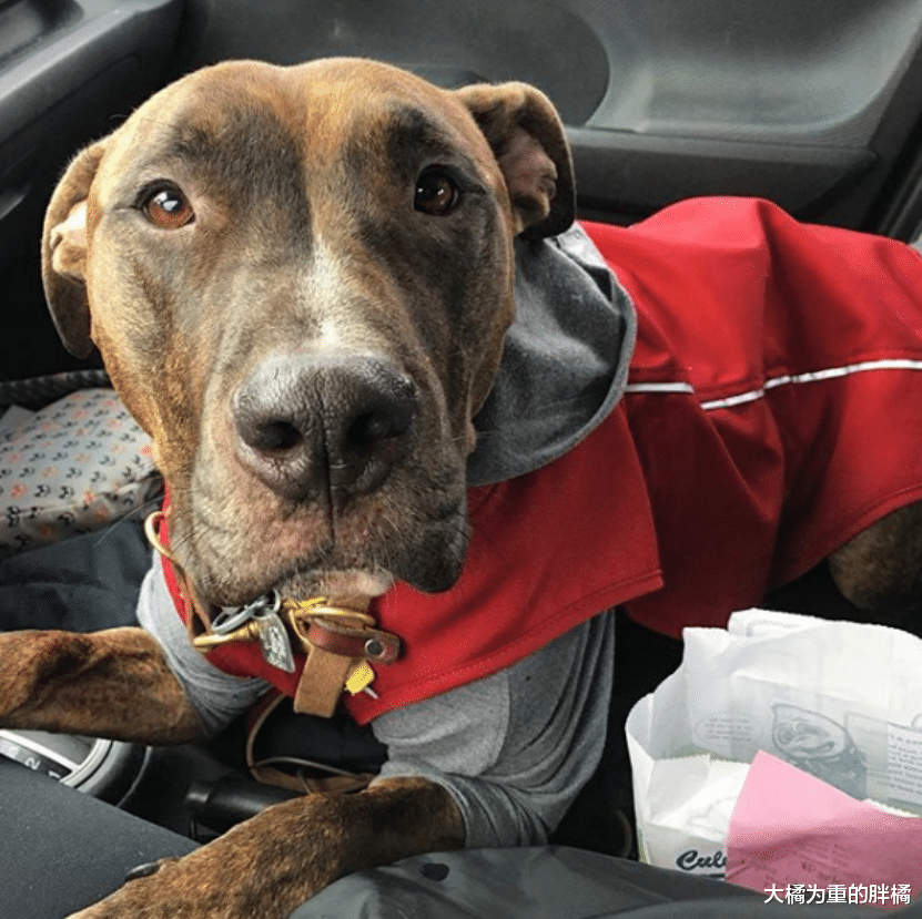 将被安乐死的狗狗，女子却对它莫名的不舍，它唯有拥抱女子来感恩