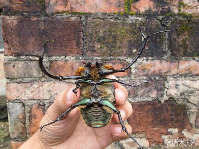 昆虫|38年前宣告灭绝,标本就拍到20万元,这种形似屎壳郎的昆虫又增多