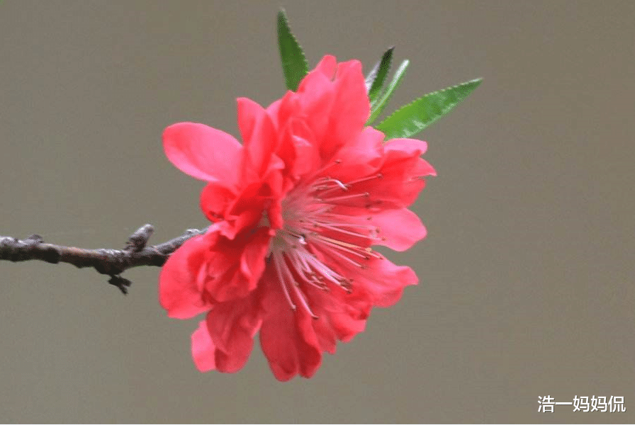 「」喜鹊叫，6月下旬，贵人帮扶，财运滚滚来的生肖，日子不愁钱