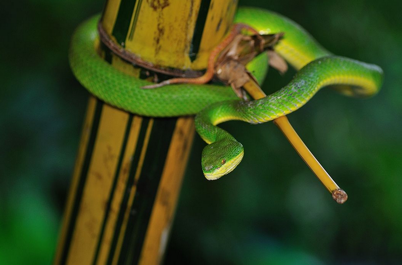 眼镜蛇|毒性强的蛇在中国有哪些?(完美猎手——蛇类)