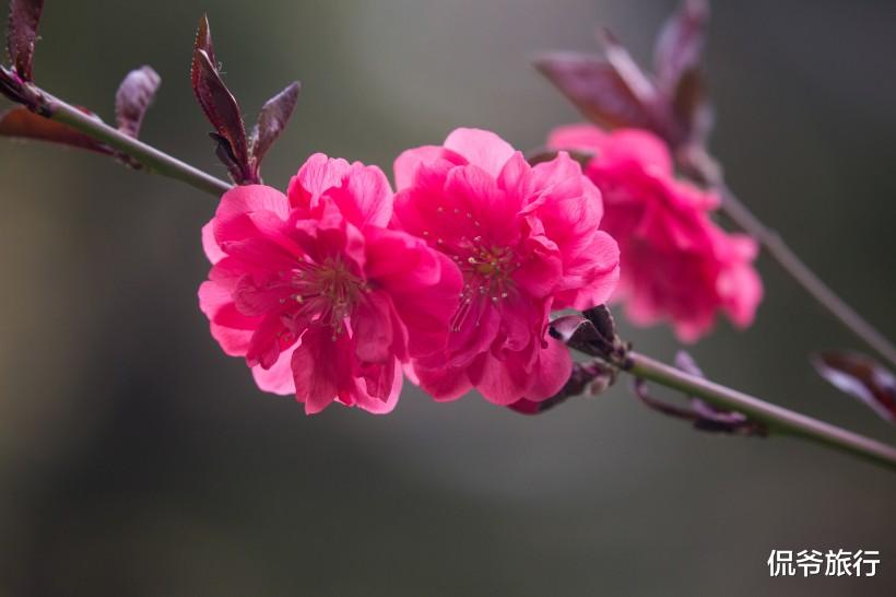 『生肖』6月22号运势顺遂，3生肖咸鱼翻身，事业走上坡路，生意兴隆