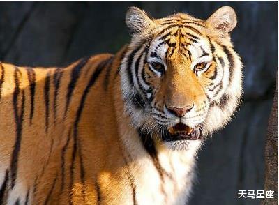 大喜临门|属虎人：最近7天，熬过苦日子，财运光明，喜气洋洋心情好！