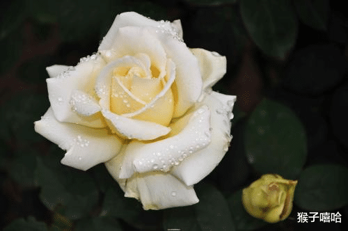 桃花劫：说分手就分手，不留下一片云彩，既洒脱又果断的四大星座