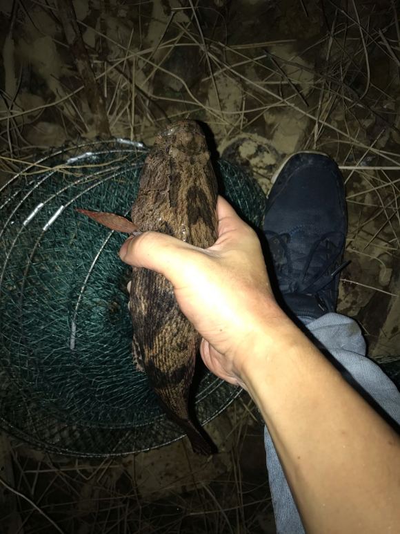 「四川省」外来物种都是祸害？四川一水库现“怪鱼”，却受当地人欢迎