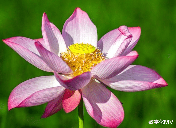 |下半月，4属相渐入佳境，偏财大开，生活旺上加旺，喜事连连