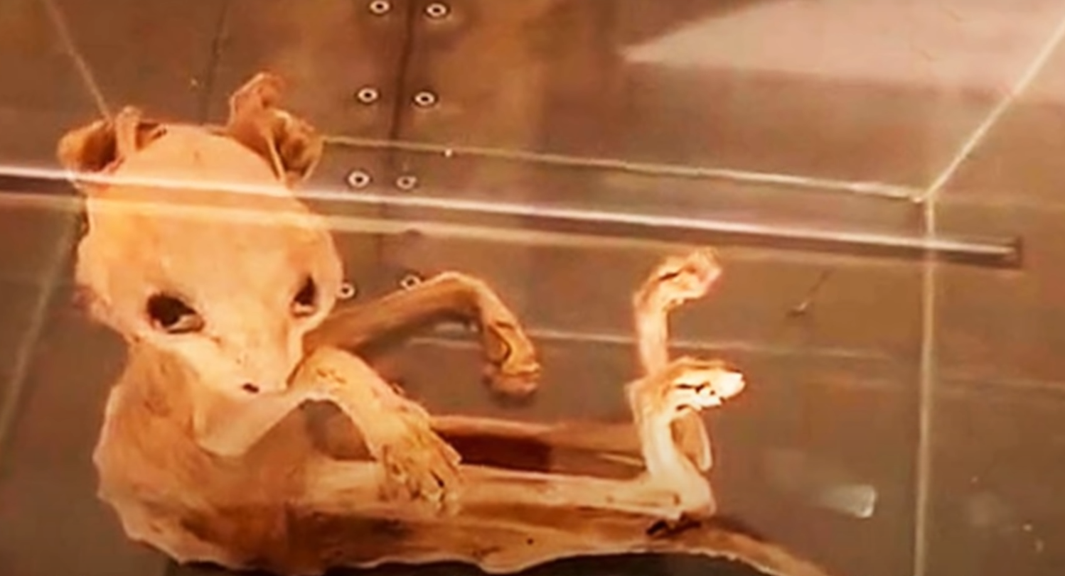 科学家@数个惊动科学界无法辨认的生物，藏身地底的矮人吸血鬼生物