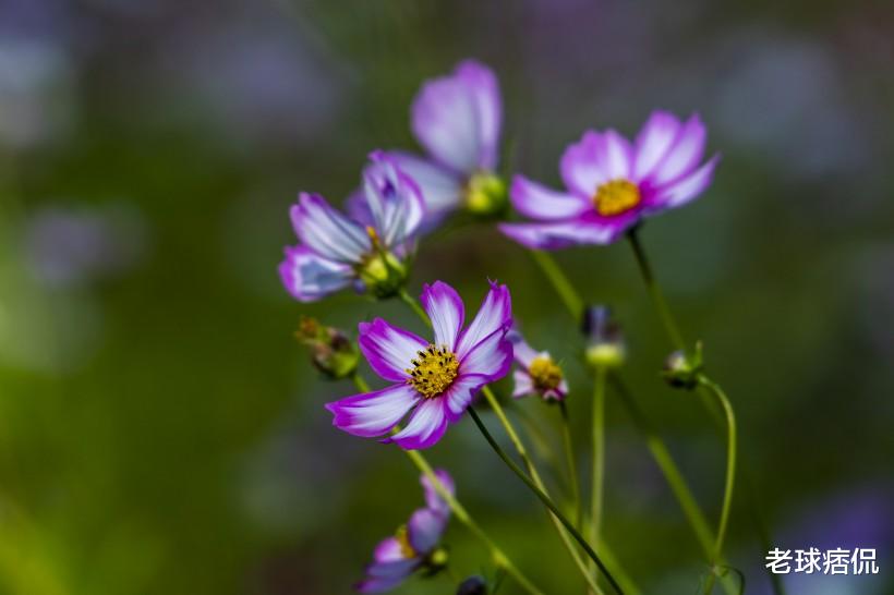 #生肖#财运、事业一路高升，贵人提携，钱财主动上门的生肖