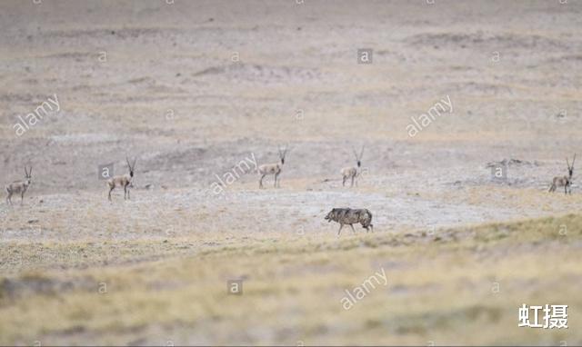 可可西里自然保护区|你可能误解了什么！可可西里不是诗和远方，这里有狼、熊、豹……