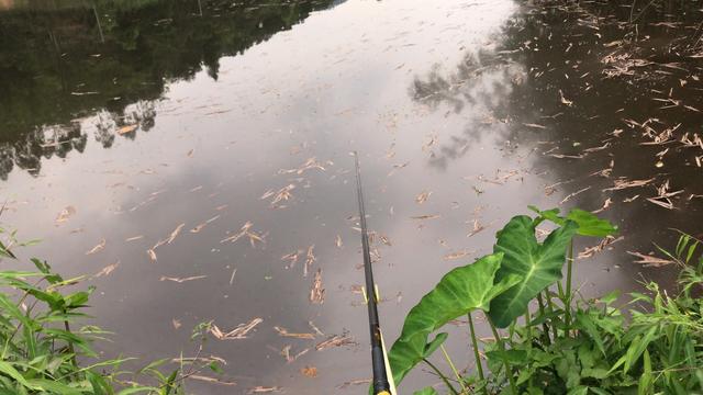 【】曾经无数钓鱼人挑战都屡屡失败的山涧野塘，今日前往探钓感慨万千