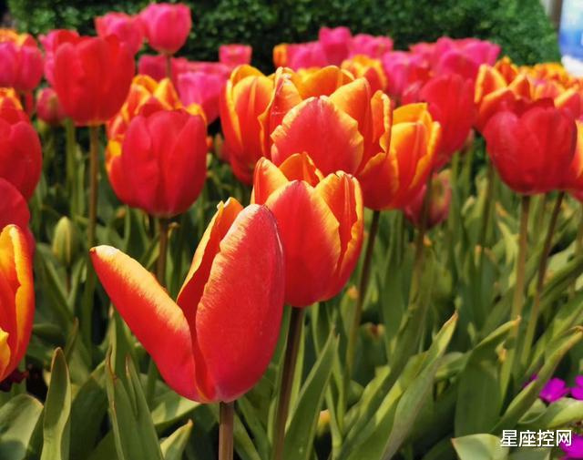 |乐观有个性的三大星座，具有人格魅力，职场中能越走越顺