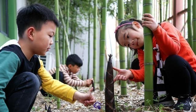 ▲春天不吃竹笋可惜了！但3类人最好少吃，否则就是“自己找罪受”