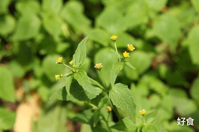 火锅底料▲又是一种入侵“失败”的物种，在外国是杂草，在中国成火锅底料