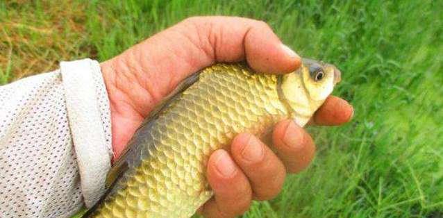 【交易】禁止垂钓渔获上市交易，给钓鱼人敲响了警钟！钓鱼没那么简单！