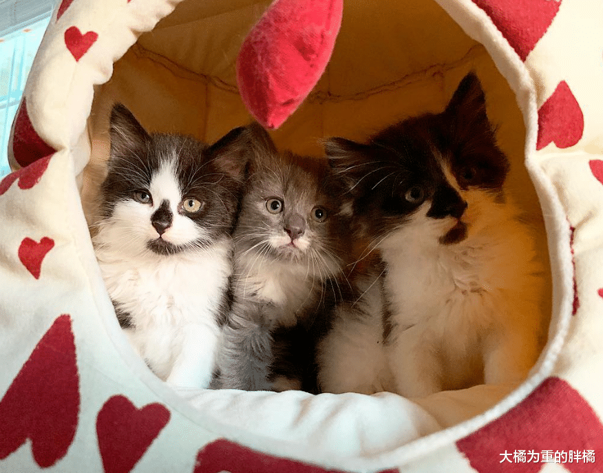 门前趴着4只猫，猫妈妈领着小猫向女孩示好，去世前终于了却心愿