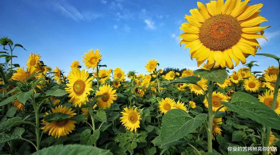 [运势]未来7天内，事业旺盛，好运扎堆来，财运大发，日子不愁钱花的生肖