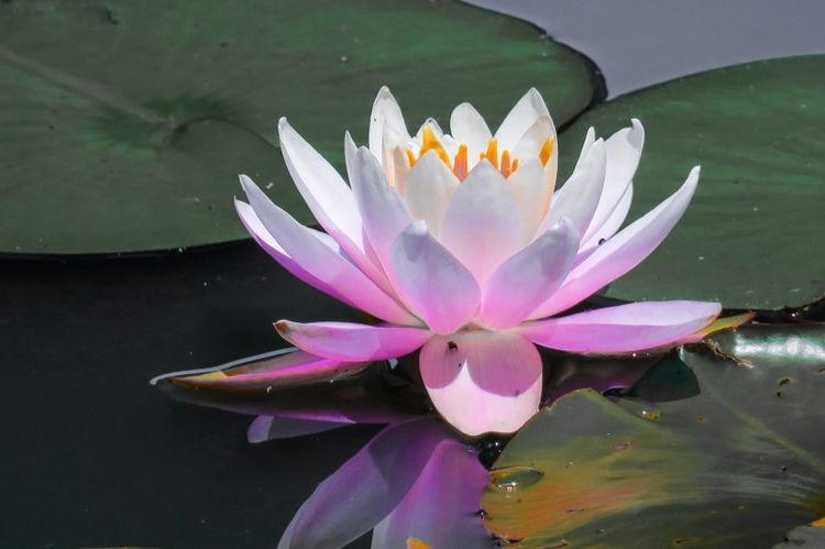 生肖|9月开始“狗屎运”不停,事事顺心,咸鱼大翻身四大生肖