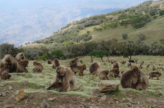 狒狒|当一只雄性狒狒加入团体，雌狒狒胸部立即发育：我已经准备好了！
