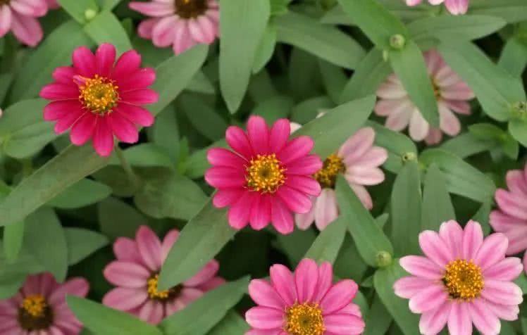 #运势#6月下旬开始紫气东来，横财大赚，一帆风顺的四大属相