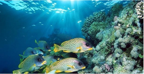 |放生大海的鱼，为什么要在鱼肚子上捅一个洞？