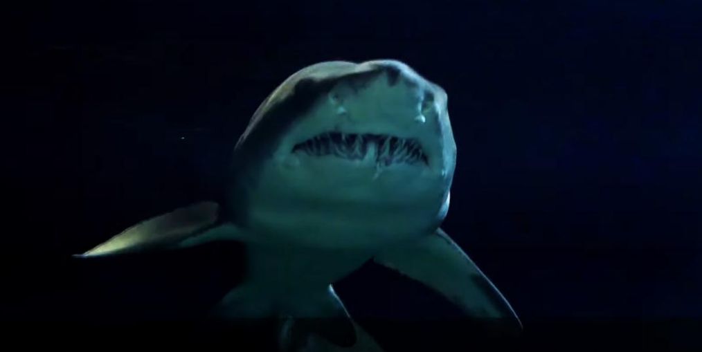 「世界真奇妙」科学冷知识 看过才知道世界真奇妙 那些神奇的秘密（第十一期）