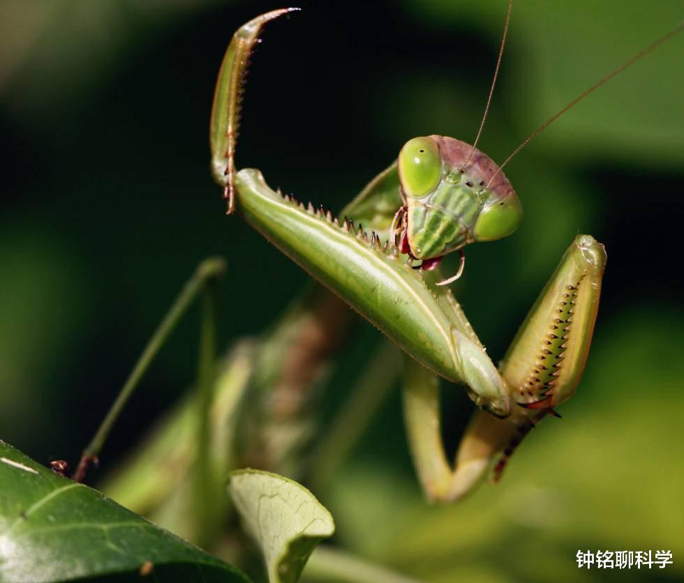 科学家|螳螂在交配时，为什么母螳螂会吃掉自己的“丈夫”？