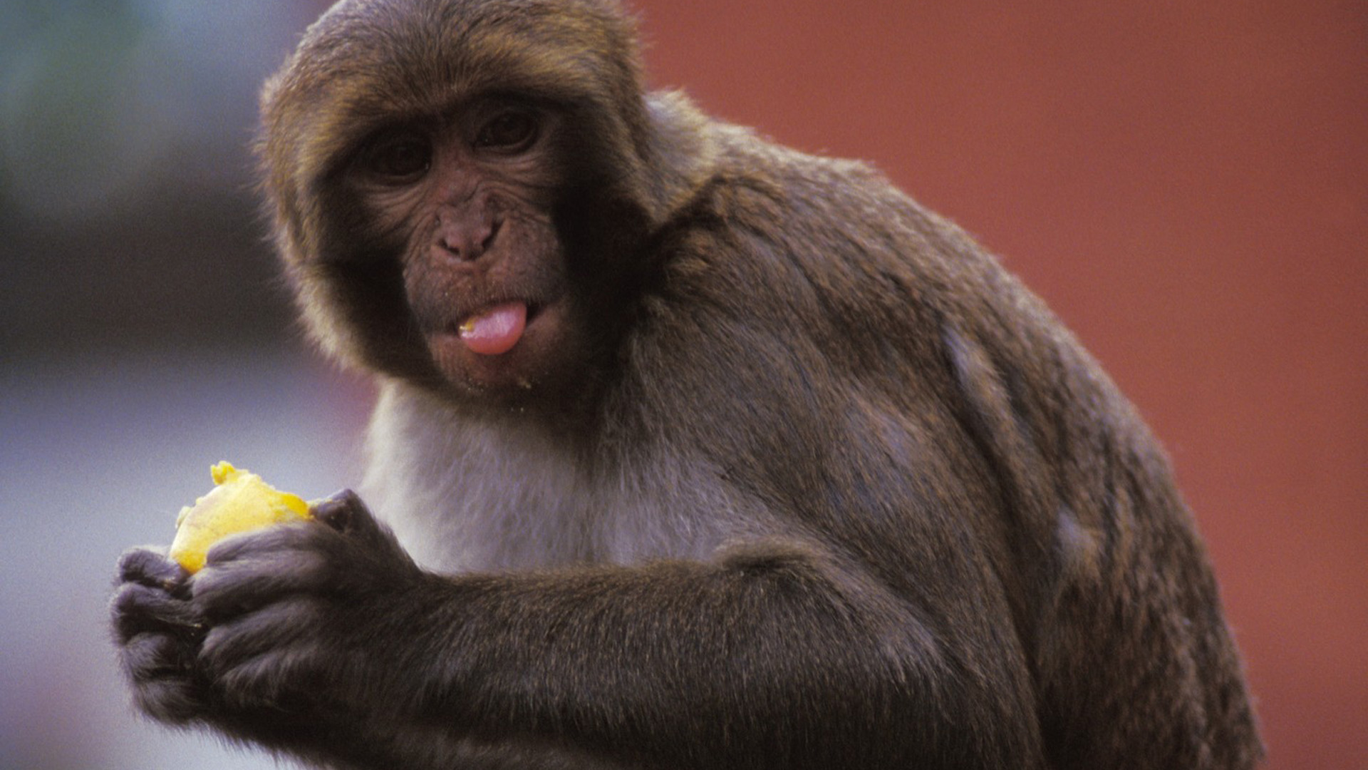 菲律賓“食人猴”，已具備思考能力並進化語言能力，政府派軍隊鎮壓-圖3