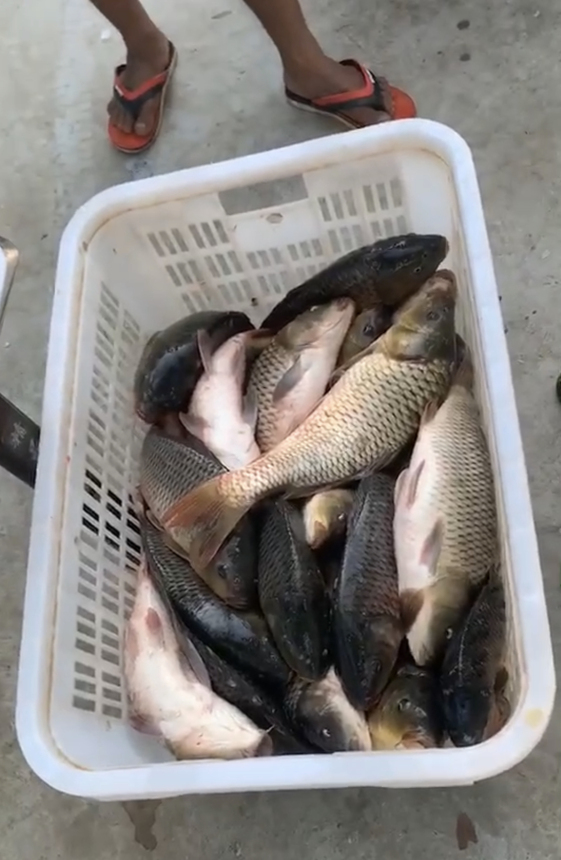 「」黑坑钓鱼的一些陷阱,黑坑有风险 下杆须谨慎