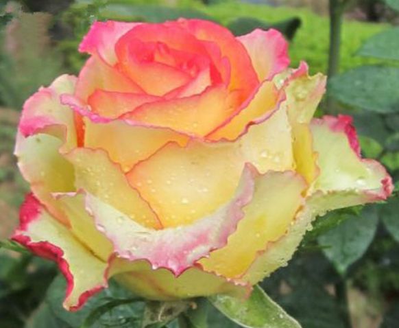 生肖|步入10月下旬，4属相贵人现身，财路大开，喜事接二连三