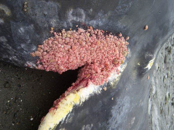 蜘蛛|20张证明图片 大自然的奇观