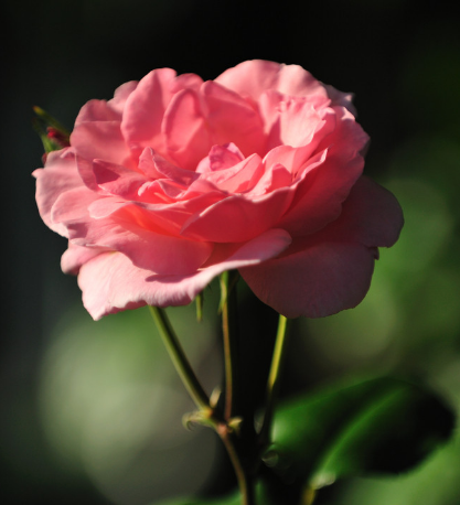 属鼠▲进入6月初，运势上上吉，4属相福气深厚，财富找上门，好运连连