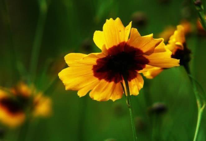 生肖|8月中旬开始横财滚滚来,事业大展宏图,富贵又旺夫的四大属相