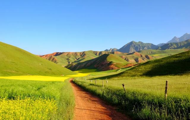 #青海#来看6月飞雪，过一个只有20℃的夏天，这里60000亩花海即将盛放！