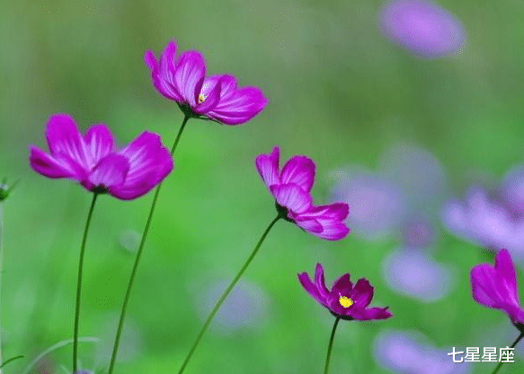 『生肖』金银满库,7月7号子红红火火,走上上签的3生肖,吸金强