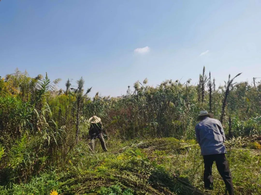海宁日报|“繁殖这么快，有点吓人”，市民发现海宁这里一大片...急了