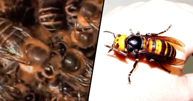「」残酷而惨烈的致命反击:日本蜜蜂联手“活煮杀人大黄蜂”