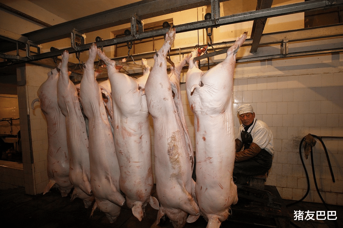 银行 8日猪价冲高滑坡，涨价狂潮现变局，更为要命的事情悄然到来！