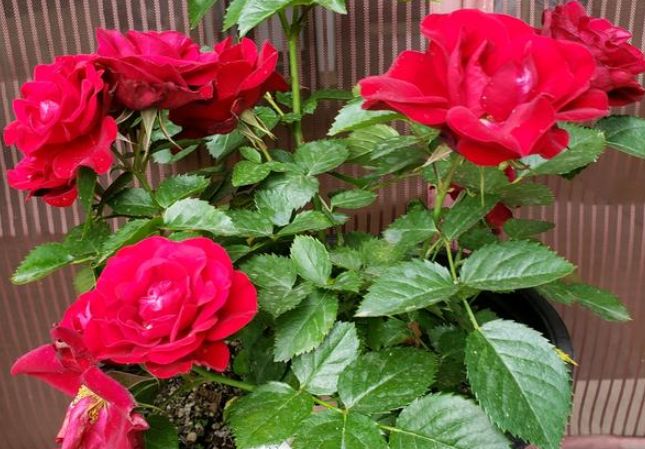 『狮子座』3月底，桃花闯心，旧情终无法断，放下心中芥蒂，言归于好续前缘