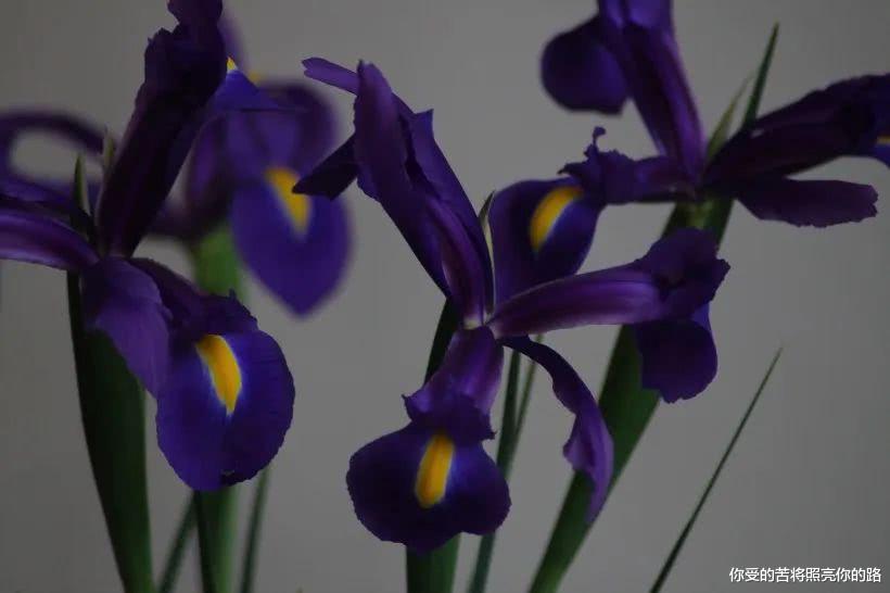 『属牛』6月初，天降横财，富贵挡不住，财运一路猛涨，财来福到的四属相